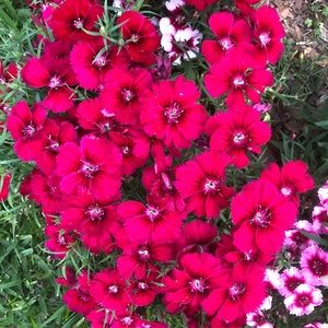 Meet your Posher, Linda